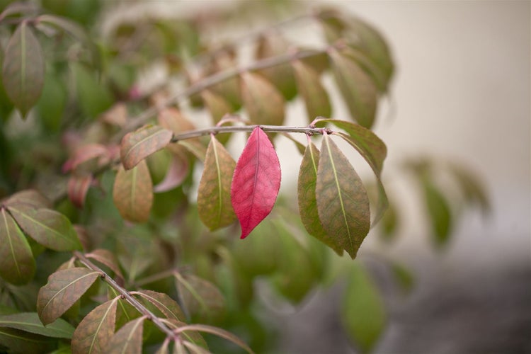 Euonymus alatus 'Compactus', Flügel-Spindelstrauch, 30–40 cm