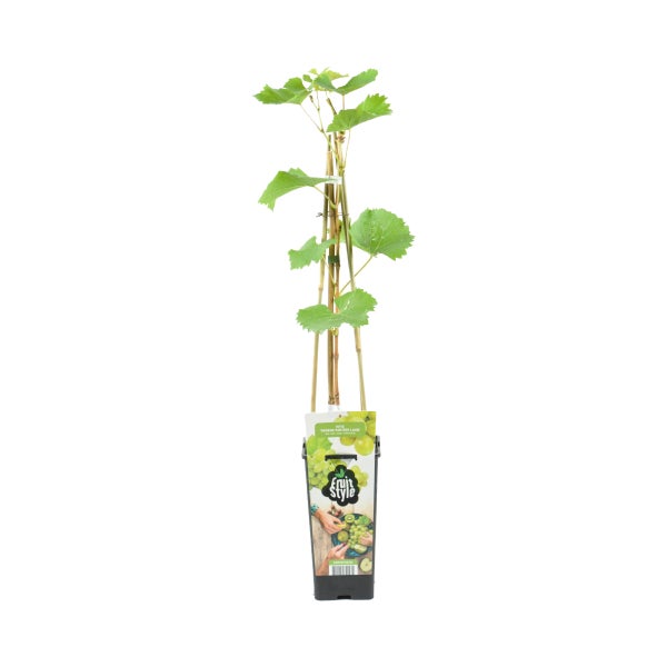 Bloomique - Vitis Vinifera 'Vroege van der Laan' - Traubenpflanze - Weiße Trauben - Obstpflanzen - Gartenpflanzen - Winterhart - ⌀14 cm - Höhe 60-70 cm