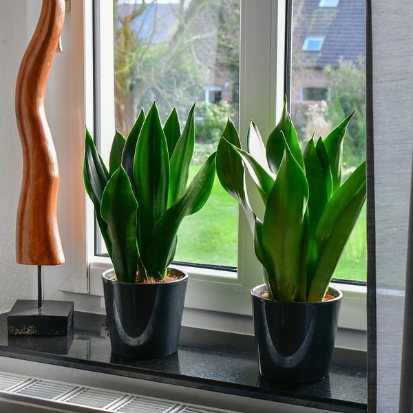 2er Fensterbankset Sansevieria