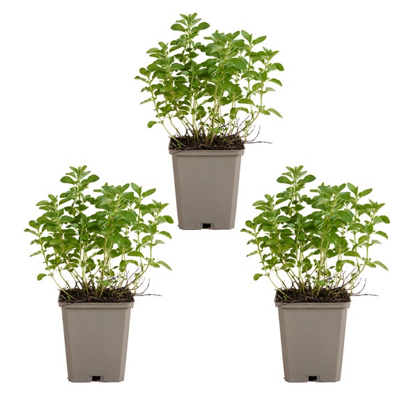 Nahaufnahme von Oregano Blüten