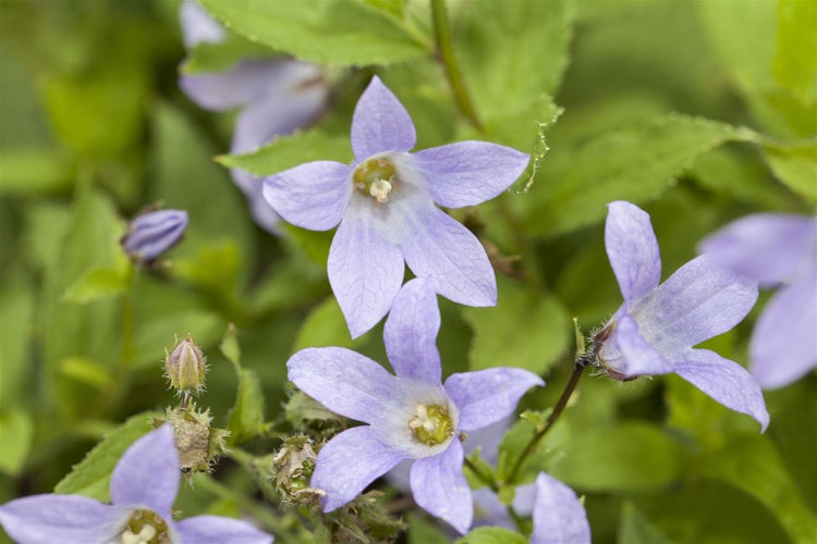Nahaufnahme von Acker-Glockenblumen im Garten