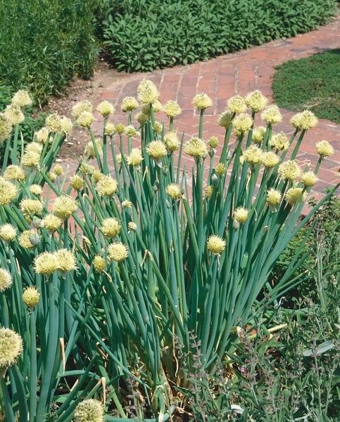 Allium fistulosum, Winterzwiebel, ca. 9x9 cm Topf