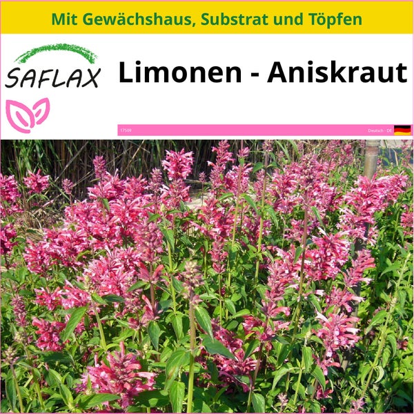SAFLAX Anzucht Set - Limonen - Aniskraut - Agastache mexicana - 50 Samen - Mit Mini-Gewächshaus, Anzuchtsubstrat und 2 Töpfen