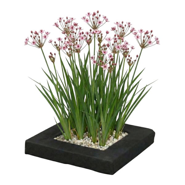 Schwanenblume Butomus umbellatus in einer quadratischen schwarzen Schwimminsel mit kleinen weißen Steinen.