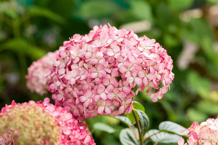 Hydrangea arborescens 'Ruby Annabelle', Hortensie, rubinrot, 40–60 cm