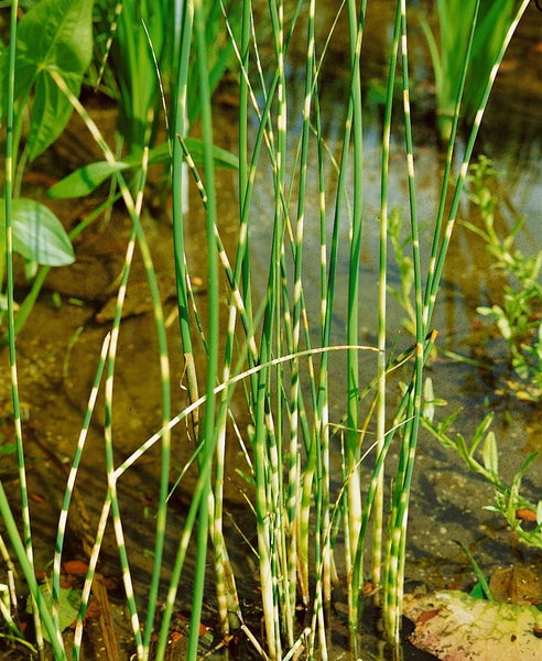 Scirpus lacustris tabernaemont. 'Zebrinus', gestreift, ca. 9x9 cm Topf