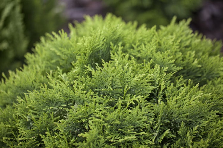 Thuja occidentalis 'Danica', Kugel-Lebensbaum, immergrün, 30–40 cm