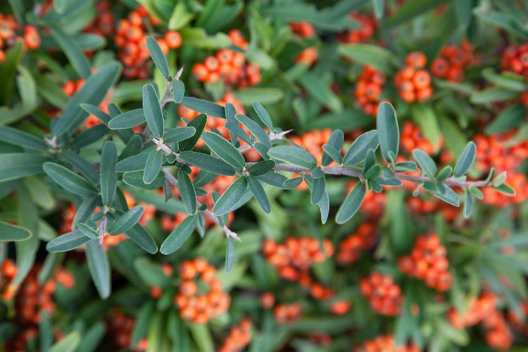 Pyracantha 'Teton', Feuerdorn, orange Beeren, 60–80 cm