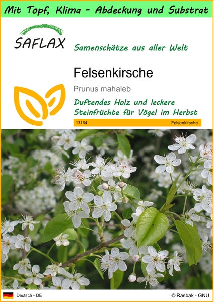 SAFLAX Garden to go - Felsenkirsche - Prunus mahaleb - 30 Samen - Mit Topf, Klima - Deckel und Anzuchtsubstrat