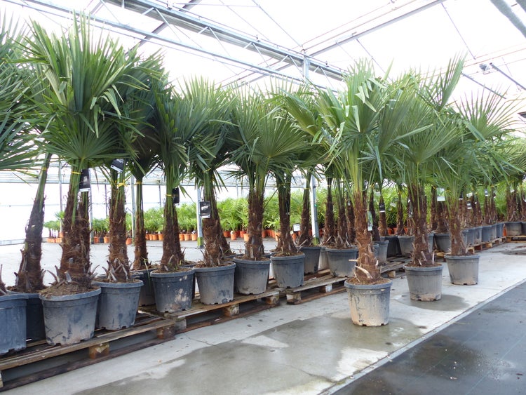 3 Stück XXL+ Palme winterhart 190 - 220 cm Trachycarpus fortunei, Hanfpalme, Top-Qualität
