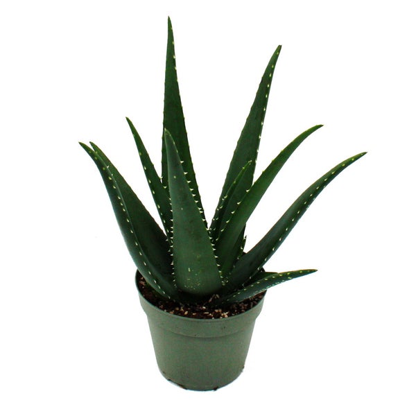 Aloe MEDIVERA Äquator - Neue Aloe vera Züchtung - 14cm Topf - ca. 30cm hoch