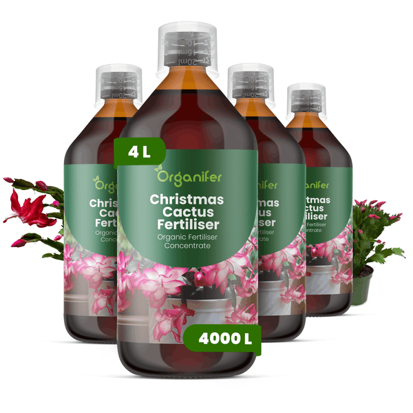 Vier Flaschen Organifer organischer Weihnachtskaktus-Dünger Konzentrat, 4 Liter für 4000 Liter Düngerlösung, mit blühenden Weihnachtskakteen.