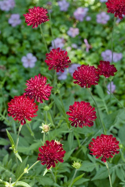 Knautia macedonica, Purpur-Witwenblume, purpurrot, ca. 9x9 cm Topf