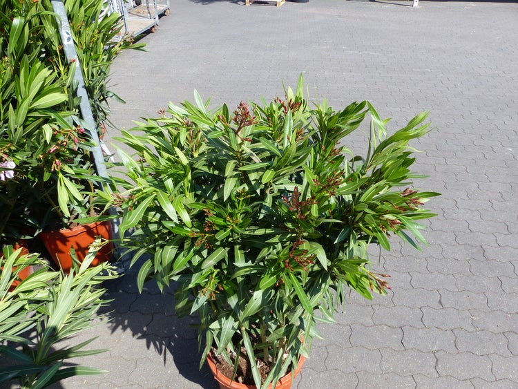 Oleander Nerium oleander im Topf mit grünen Blättern und roten Blütenknospen.