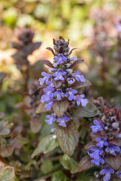 Ajuga reptans 'Chocolate Chip', Günsel, kompakt, ca. 9x9 cm Topf