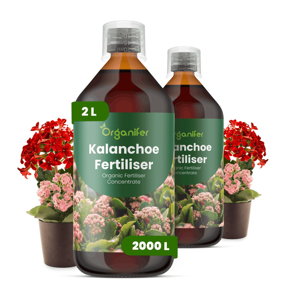 Zwei 2-Liter-Flaschen Organifer Kalanchoe Dünger Konzentrat neben blühenden Kalanchoe-Pflanzen.