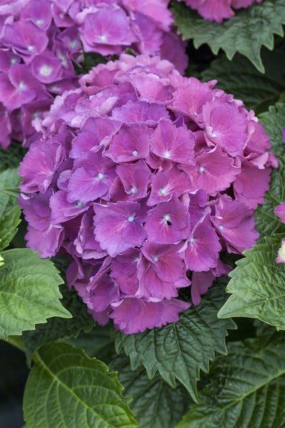 Nahaufnahme einer lila Hortensienblüte mit grünen Blättern