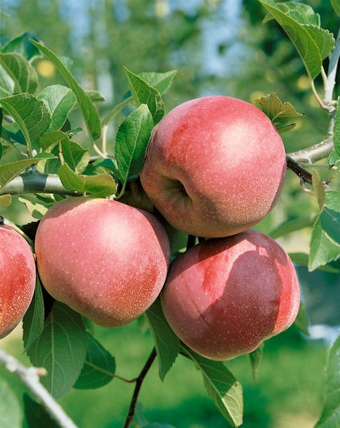 Malus domestica 'Florina', Apfelbaum, 150–200 cm