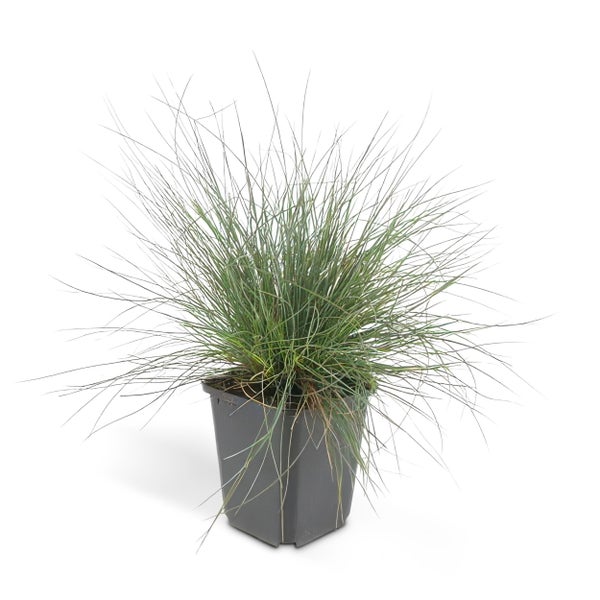 Ziergras - Blauschwingelgras - Festuca glauca 'Elijah Blue' - 9cm Topf - Set mit 20 Pflanzen