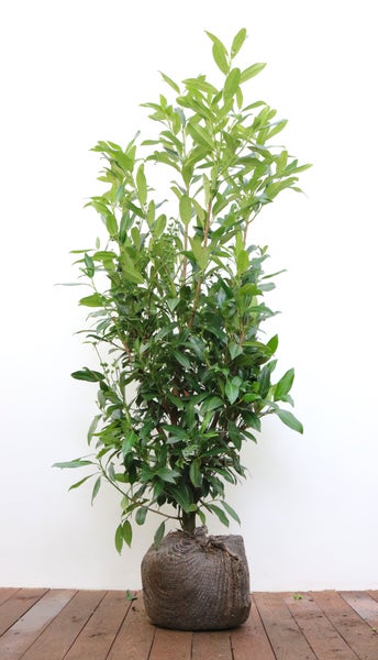 Prunus laurocerasus 'Herbergii', Kirschlorbeer, immergrün, 125–150 cm