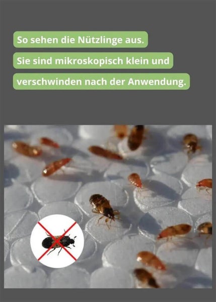 Schlupfwespen Lagererzwespen gegen Brotkäfer, Tabakkäfer, Kugelkäfer, Messingkäfer | Nützlinge, biologisch