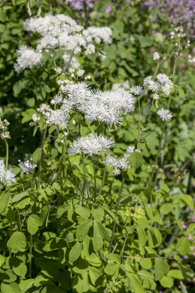 Thalictrum aquilegifolium, Akeleiblättrige Wiesenraute, ca. 9x9 cm Topf
