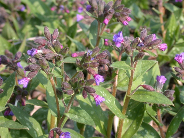 Pulmonaria saccharata 'Lewis Palmer', Lungenkraut, rosa-blau, ca. 9x9 cm Topf