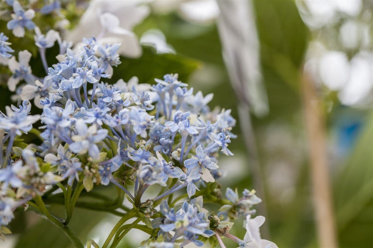 Hydrangea macrophylla 'Fireworks White', Hortensie, weiß, 30–40 cm
