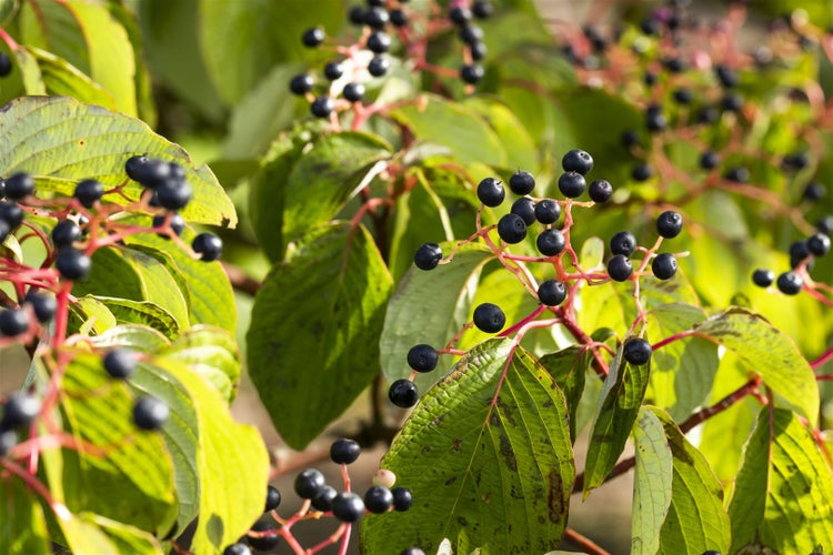 Cornus sanguinea, Roter Hartriegel, 40–60 cm