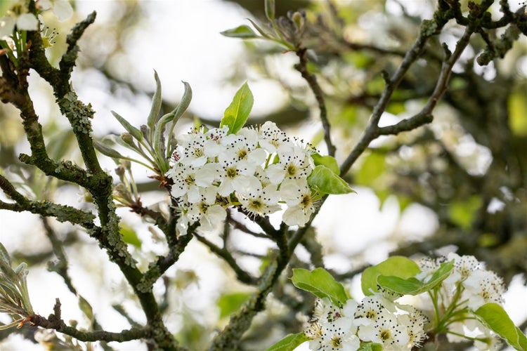 Nahaufnahme von weißen Blüten an den Ästen eines Birnbaums im Frühling.