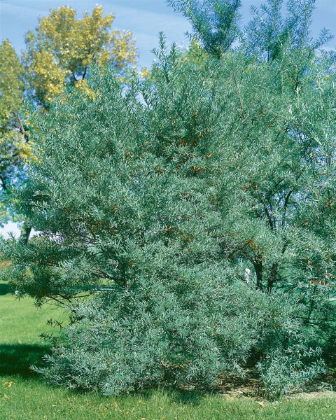 Hippophae rhamnoides 'Leikora', Sanddorn, orange Beeren, 60–100 cm