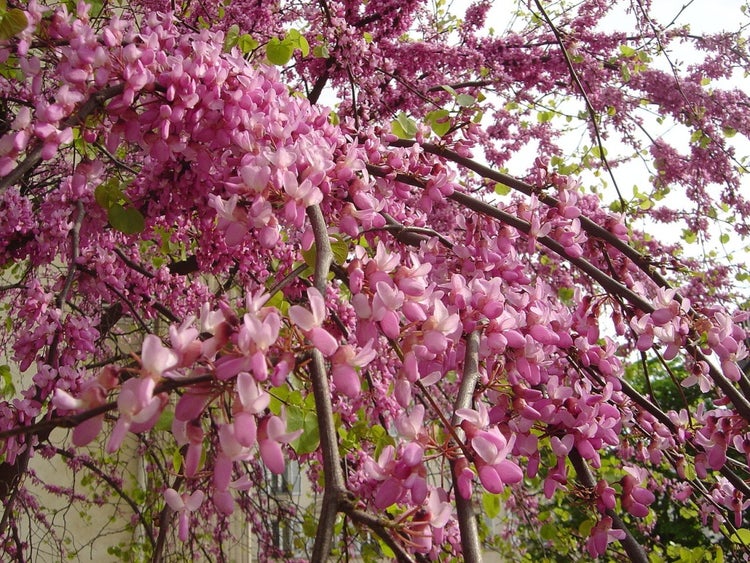 SAFLAX  - Liebesbaum / Herzbaum - Cercis siliquastrum - 60 Samen