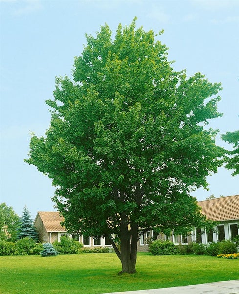 Acer campestre, Feldahorn, 40–60 cm