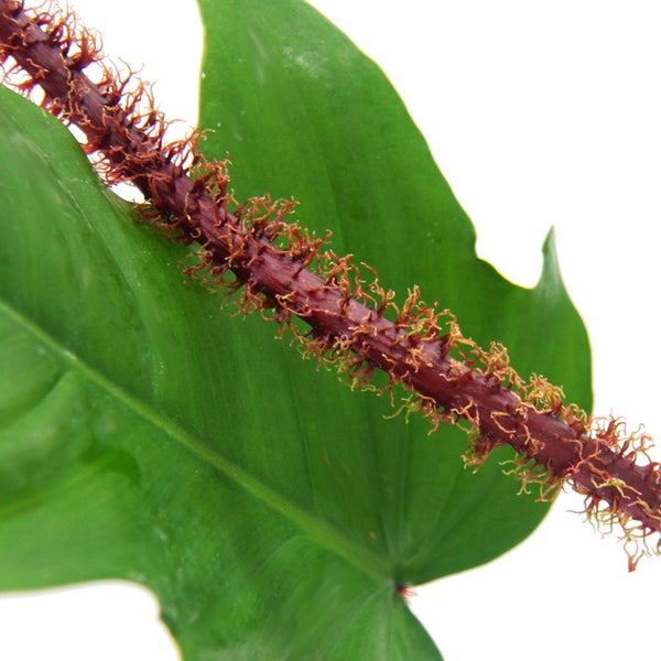Philodendron squamiferum - der wilde rotstielige Baumfreund - 12cm Topf
