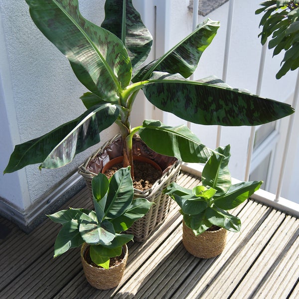 Bananenpflanze | Musa Dwarf Cavendish ca. 90–100 cm | XXL-Zimmerpflanze | tropisches Flair für Balkon & Wohnzimmer | schnellwachsend