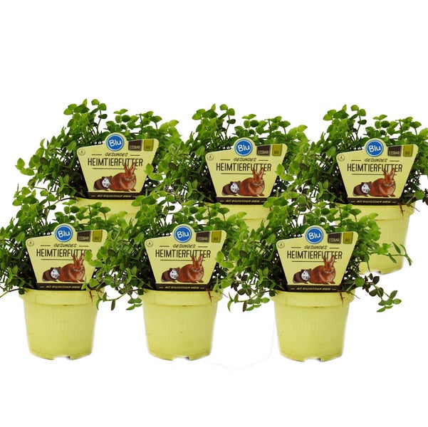 Set mit 6 Futterpflanzen für Heimtiere - Callisia repens - Vitalfutter für Kaninchen, Ziervögel, Reptilien, Hamster und Meerschweinchen