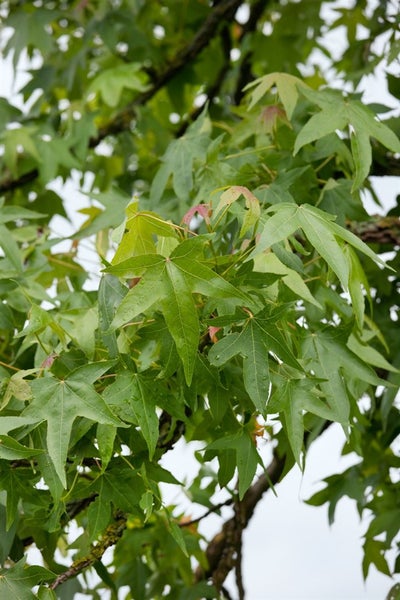 Liquidambar styraciflua, Amberbaum, 60–80 cm