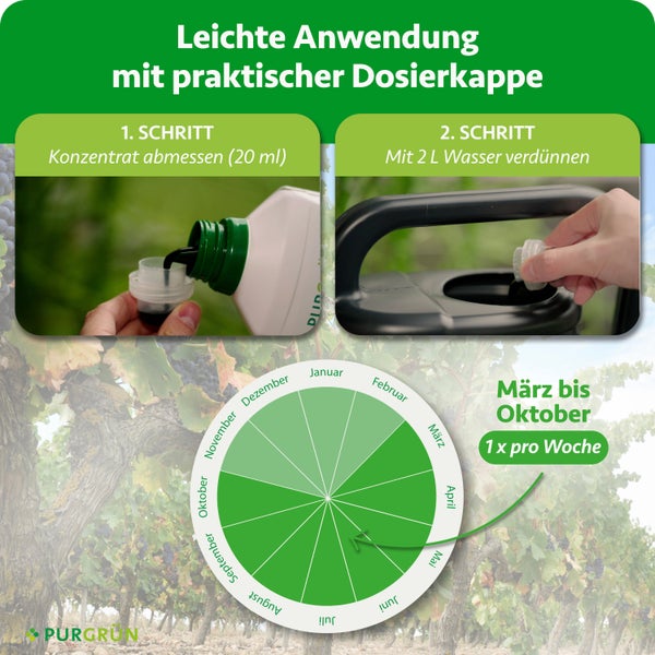 Trompetenblume mit gelben Blüten und grünen Blättern vor blauem Himmel