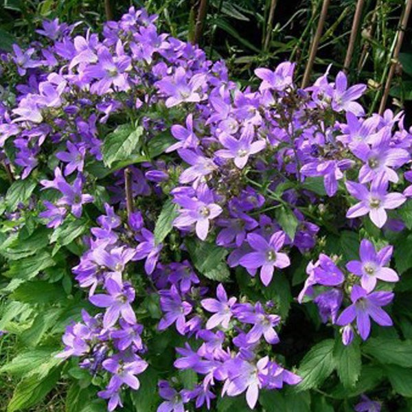 Glockenblumen mit Blüten und grünen Blättern