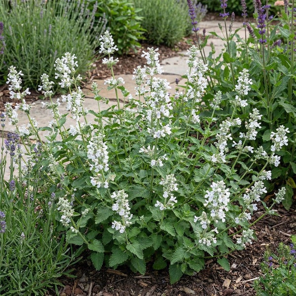 Weiß blühende Katzenminze (Nepeta) im Garten mit grünen Blättern und weißen Blütenständen.