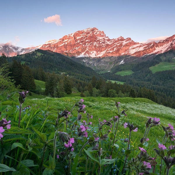 Berglandschaft mit Wiese und Wald im Alpengebiet