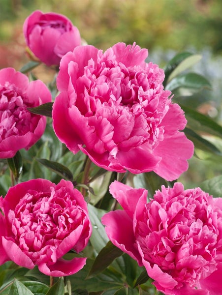 Nahaufnahme von rosa Pfingstrosenblüten