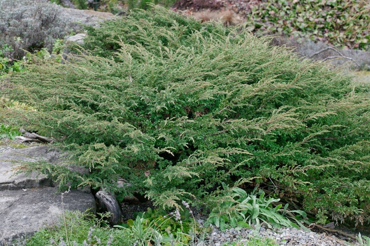 Im Bild ist eine grüne Kriech-Wacholderpflanze im Garten zu sehen.