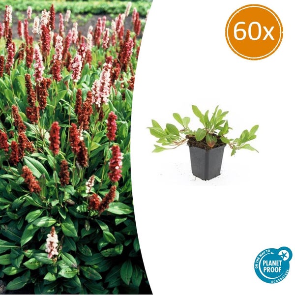 Set mit 60 Stück Kerzenknöterich Persicaria affinis im Topf, blühende Bodendecker-Pflanze mit roten Blütenähren, nachhaltig produziert.