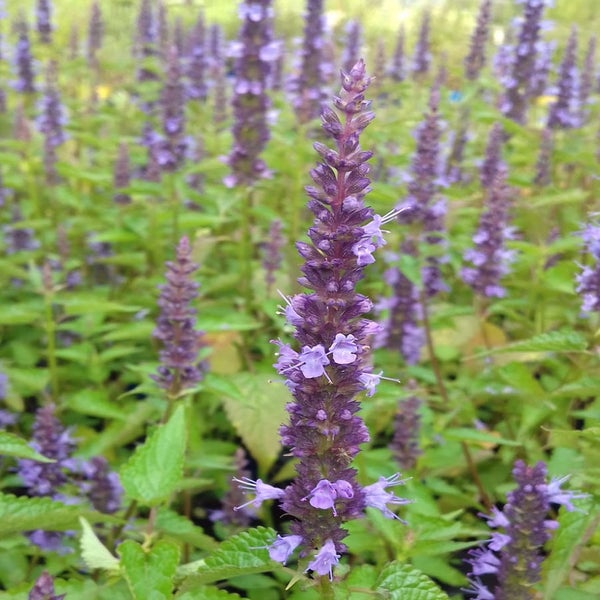 Nahaufnahme einer Agastache Pflanze mit violetten Blütenständen