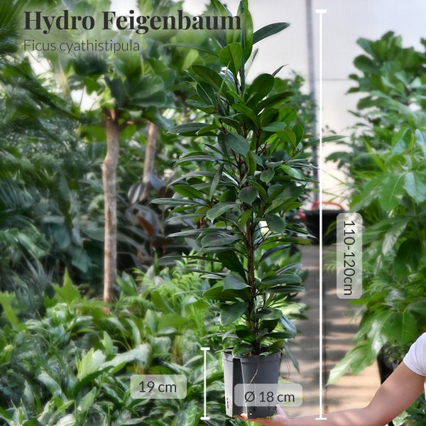 Hydro Feigenbaum Ficus cyathistipula in einem Topf mit einer Höhe von 110 bis 120 cm.