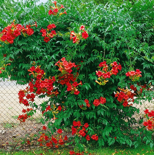 Campsis radicans 'Grandiflora', Trompetenblume, orange, 40–60 cm