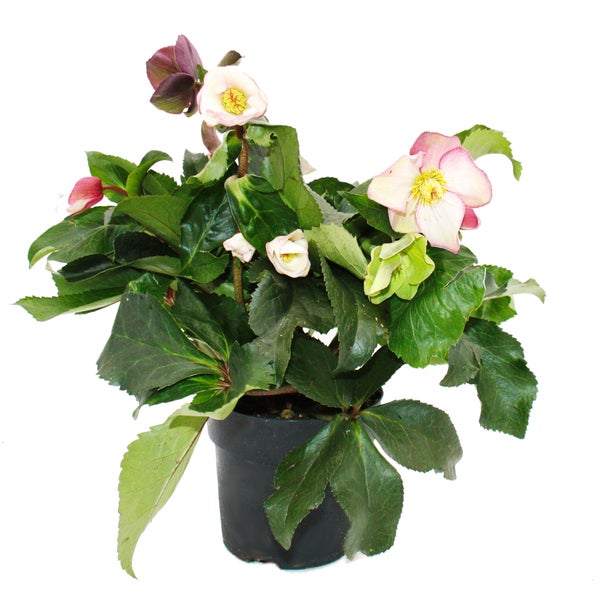 Christrose Schneerose Helleborus Ice n Roses mit vielen Knospen im 15cm Topf Early Rose Rosa blühend