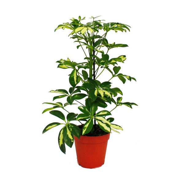 Exotenherz Strahlenaralie Schefflera weiss-bunte Blätter  1 Pflanze pflegeleichte Zimmerpflanze luftreinigend- 12cm Topf