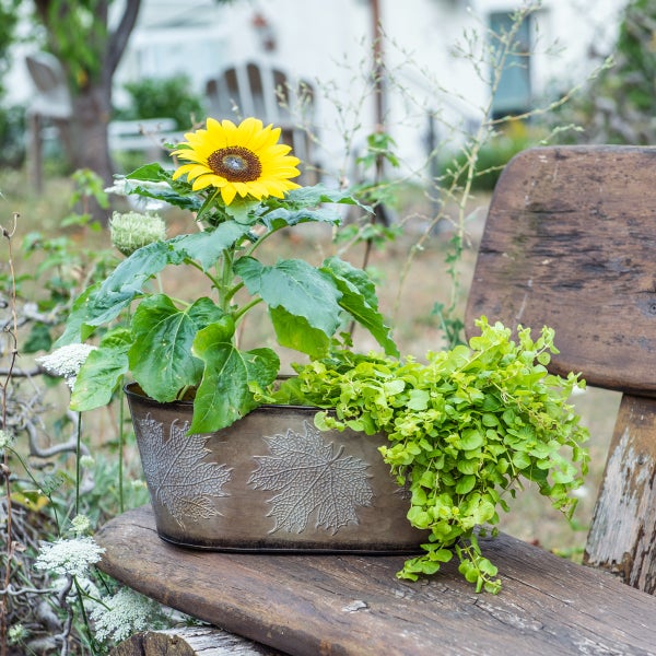 Sonnenblume und Grünpflanze in Pflanzgefäß mit Ahornblattmuster auf einer Holzbank